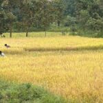 LongStraw Carbon Brings Climate Action and Rural Employment Together in Odisha’s Tribal Heartland